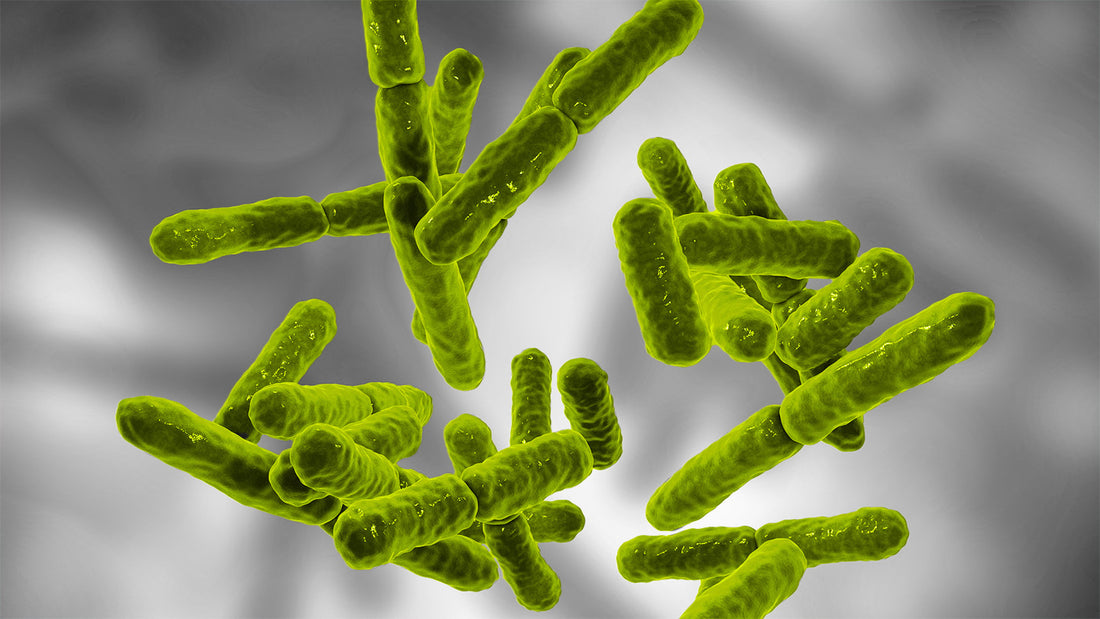 Bacillus Coagulans, the probiotic superhero